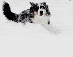 snow-dog-happybouncing1.gif